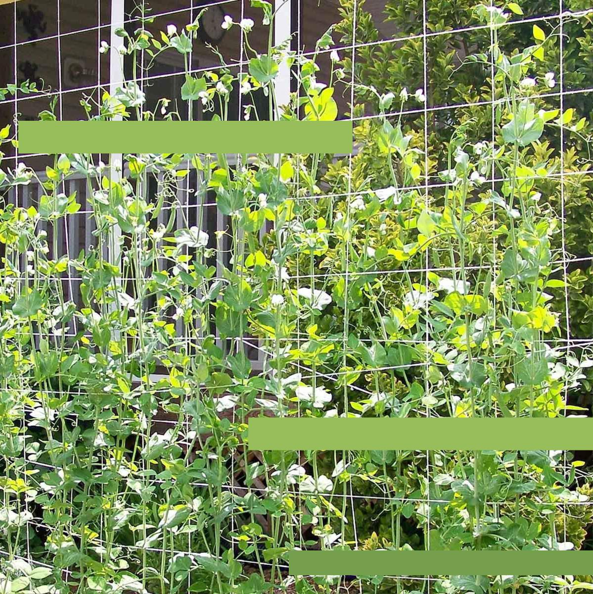 Trellises Polyester Garden Trellis Netting String Netting Net for